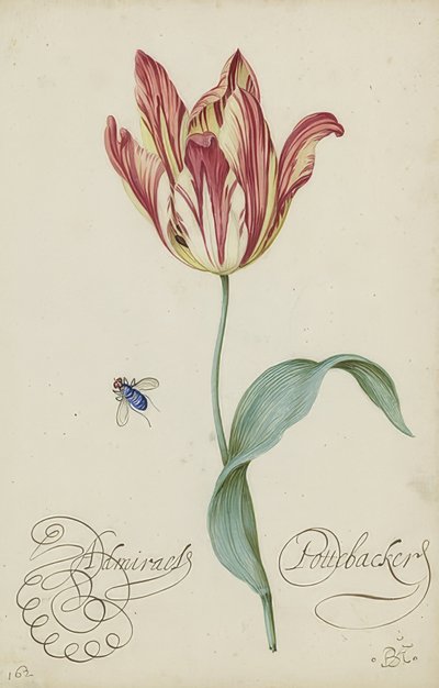 Studie av en tulpan och en fluga. 1620-29 av Balthasar van der Ast