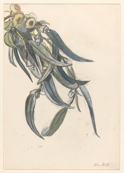 Blommande gren av en eukalyptus av Barbara Elisabeth van Houten