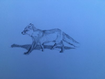 Fox, 2018 av Barbara Hoogeweegen