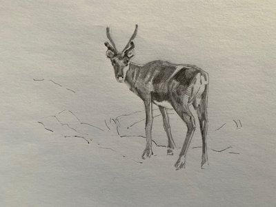 Renar, 2019 av Barbara Hoogeweegen