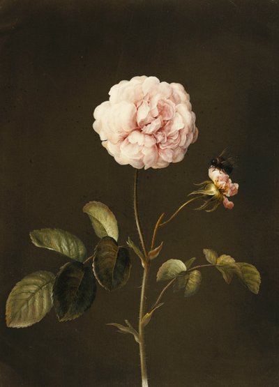 En Gallica Rose med en humla, av Barbara Regina Dietzsch