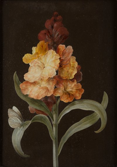 Uppsättning av fyra stilleben med fjärilar (gouache på papper på panel) av Barbara Regina Dietzsch