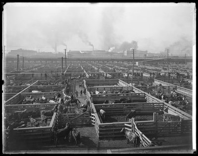 Boskapsfack vid Union Stock Yards, Chicago, Illinois, USA, ca 1900 (s/v-foto) av Barnes and Crosby