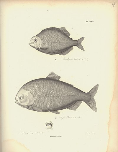 Characidae, Pl. XLVII, stål graverad av Coutant efter en gravyr av Nicola Huet (1770-1827), illustration från 