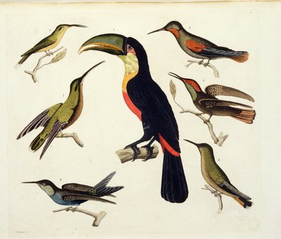 Inhemska fåglar, inklusive tukanen (mitten), Amazonas, Brasilien, från 