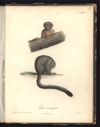 Simia trivirgata, Pl.XXVIII, stål graverad av Louis Bouquet (1765-1814) efter en gravyr av Nicola Huet (1770-1827), illustration från 