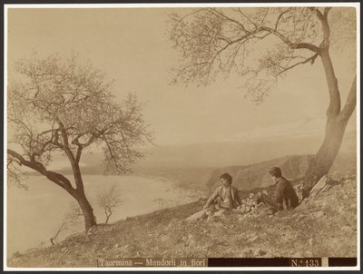 Blommande mandlar, Taormina av Baron Wilhelm von Gloeden