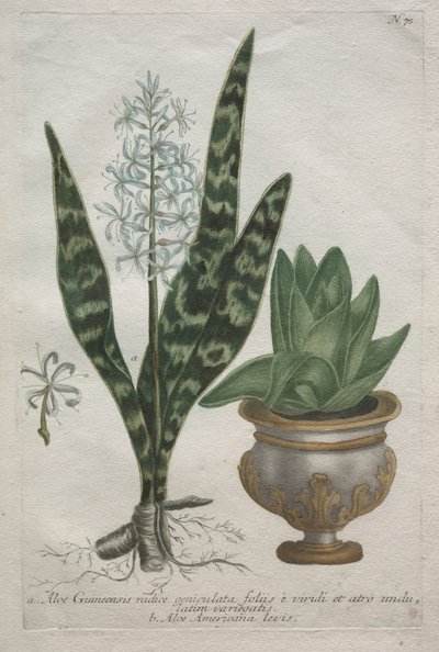 Aloe. av Bartholomaus Seutter