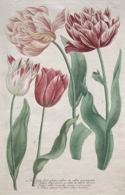 Tulpaner. av Bartholomaus Seutter