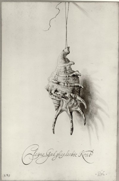 Holländska: Studie av snäckan "Cleijne Geel ghepleckte Krab" hängande på ett snöre Snäcka från ett album av Bartholomeus Assteyn