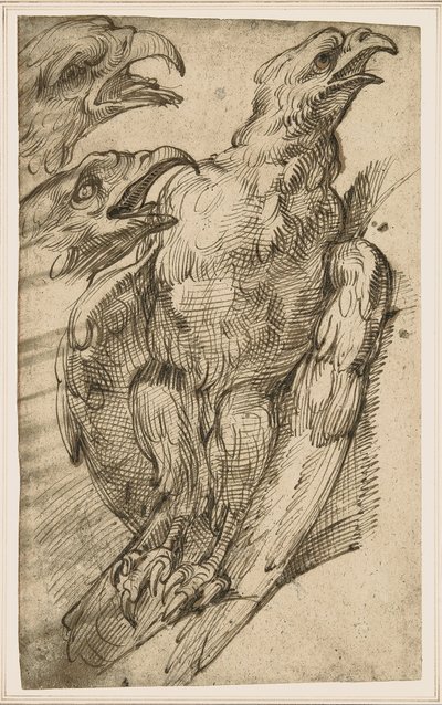 Studie av en örn av Bartolomeo Passarotti