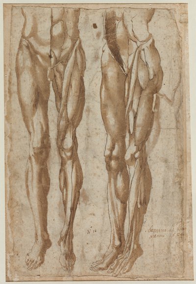 Två studier av en flådd man (recto) av Bartolommeo da Arezzo