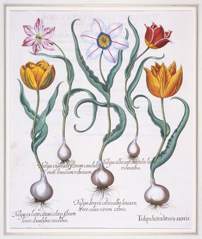 Tulipa Lutea Lituris Aureis, bruten gul sylvestris-typ tulpan, 1613. av Basil Besler