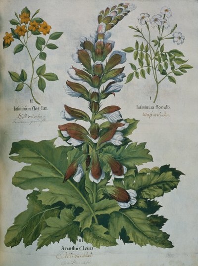 Ett blad från Beslers Hortus Eystettensis (färgad gravyr) av Basilius Besler