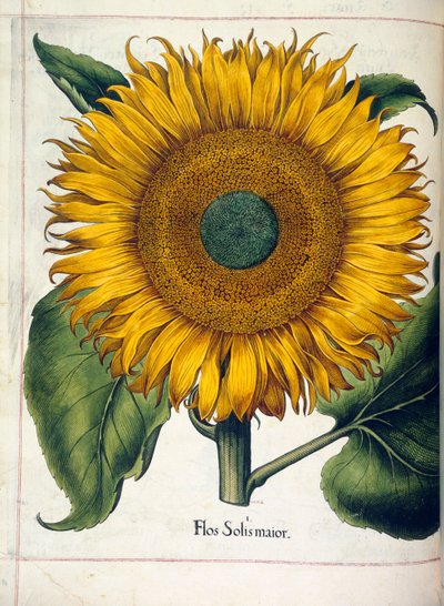 En solros (flos solis maior), från 