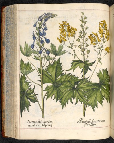 Aconitum lycoctonum (Wolfsbane) från Hortus Eystettensis, Basilius Besler av Basilius Besler
