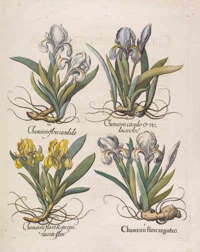 Chamaeiris flore, 1613 av Basilius Besler