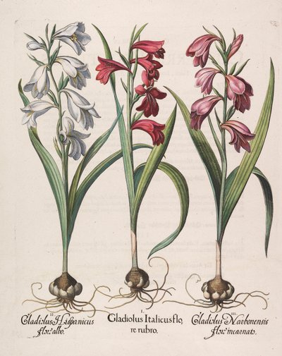 Gladiolus italicus röd blomma, 1613 av Basilius Besler