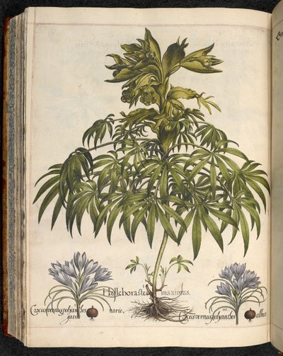 Helleboraster maximus, från Hortus Eystettensis, ...Basilius Besler av Basilius Besler
