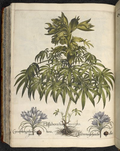 Helleborus, Illustration från 