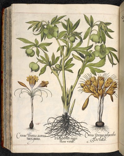Helleborus niger, Crocus vernus, från Hortus Eystettensis, av Basilius Besler av Basilius Besler