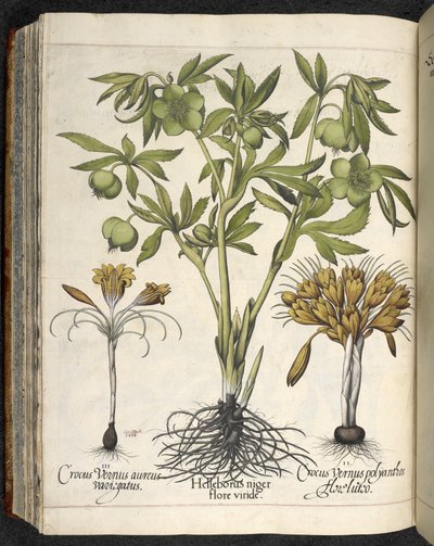 Helleborus niger, Illustration från 