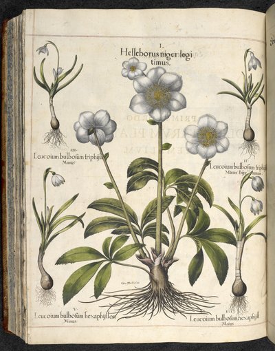 Helleborus niger, Illustration från 