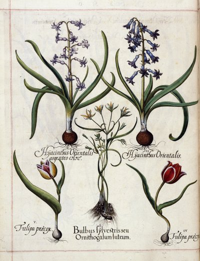 swedish av Basilius Besler