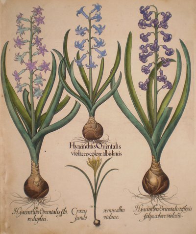 Hyacinthus orientalis floreduplici-Hyacinthus orientalis violaceo albislienis-Crocus vernus albus fundo violaceo-Hyacinthus orientalis reflexis folys colore violaceo av Basilius Besler