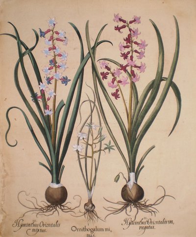 Hyacinthus orientalis mixtus-Ornithogalum minus-Hyacinthus orientalis veriegatus av Basilius Besler