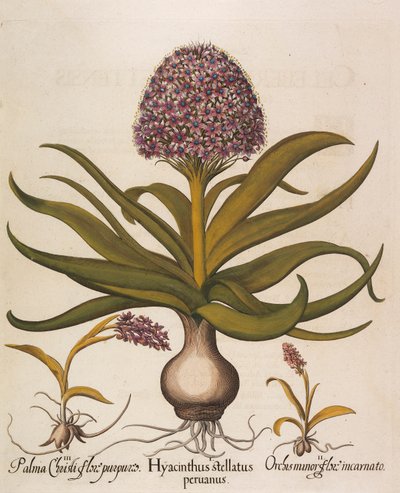 Hyacinthus stellatus, 1613 av Basilius Besler