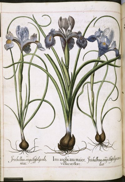 Iris, från 