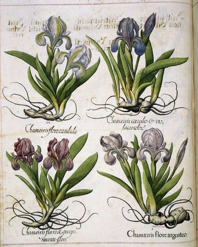 Iris, från 