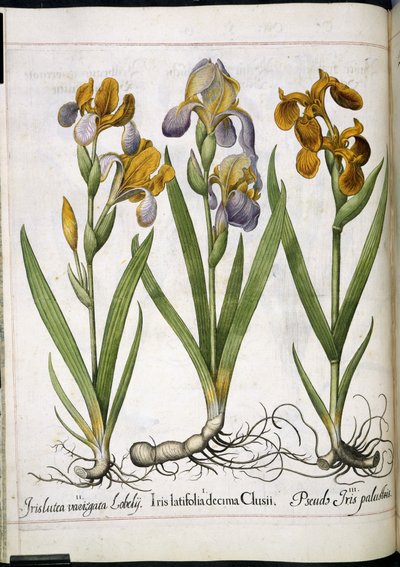 Iris, från 