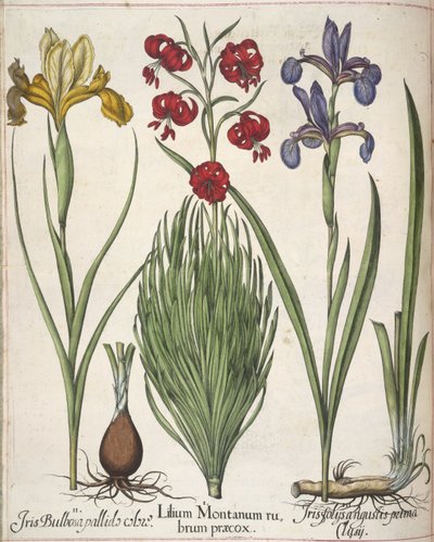 Iris, från 
