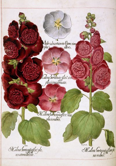 Malva Hortensis, från 