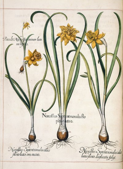 Narcissus, från 
