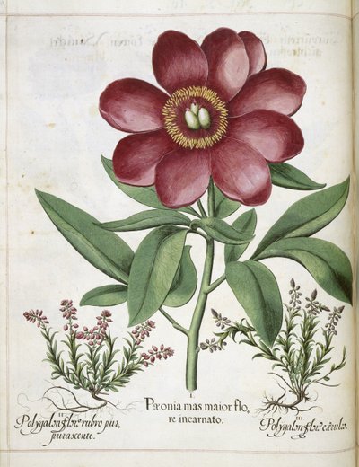 Pion, från 