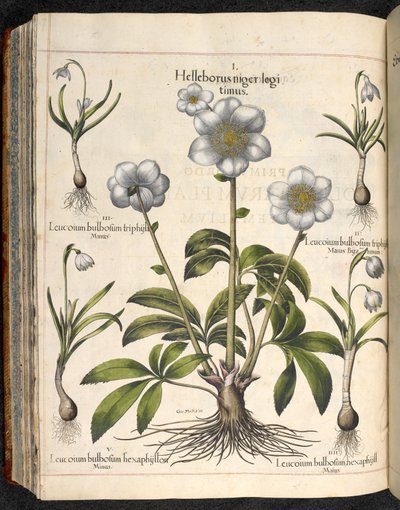 Tallrik 29: Black Helleborus ...   Eystettens trädgård, ...  Basil Besler av Basilius Besler