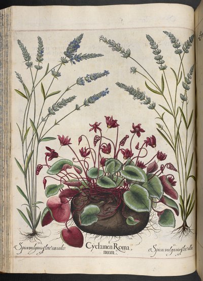 Tavla 347: Cyclamen Romanum, från Hortus Eystettensis, av Basilius Besler av Basilius Besler