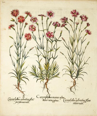 Varieteter av Caryophyllus Sylvestris publicerade i Hortus Eystettensis, 1613 av Basilius Besler