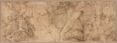 Torsos med revbensburar, tidigt 1540-tal. av Battista Franco