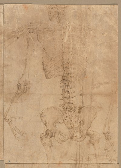 Övre halvan av skelett från baksidan, tidigt 1540-tal. av Battista Franco