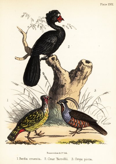 Blodfasan, kurassow och bergsvaktel. 1855 (litografi) av Bauerrichter
