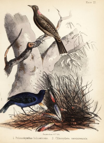 Satin och fawn-breasted bowerbirds. 1855 (litografi) av Bauerrichter