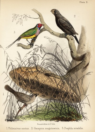 Sällskaplig vävare, stor markfink och Gouldian fink. 1855 (litografi) av Bauerrichter