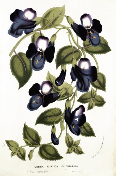 Torenia Asiatica pulcherrima, från "Horto Van Houtteano" av Louis van Houtte (1810-76) ca 1860 (kromolit) av Belgian School