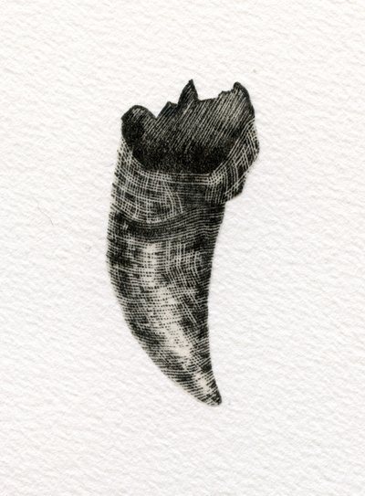 Feline Tooth, 2014, (trägravyr på papper) av Bella Larsson