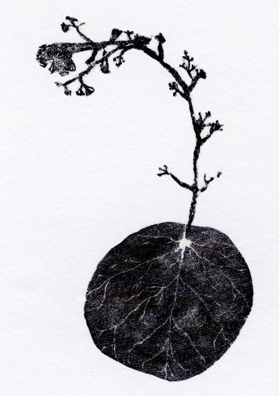 Lichen Leaf, 2014 (Trägravyr, collage på papper) av Bella Larsson