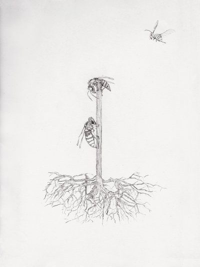 Wasp Tree, 2021 (torrnål och blyerts på papper) av Bella Larsson